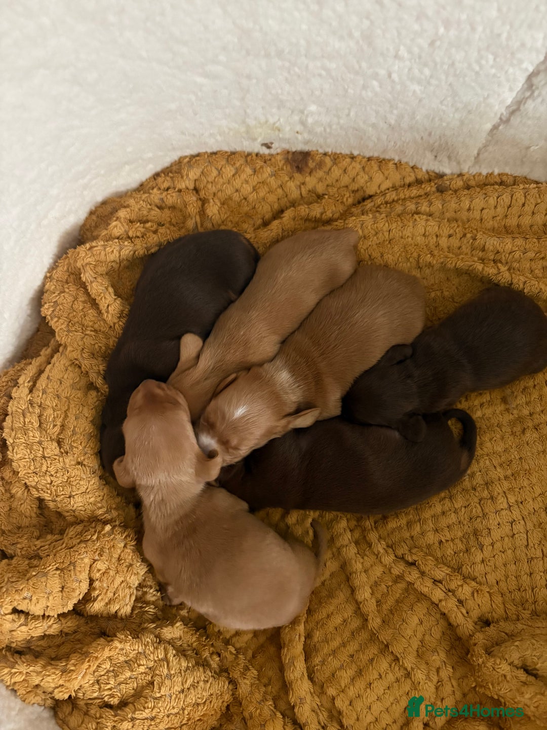 Dachshund dogs for sale: Stunning Chocolate & Cream puppies  - Image 12
