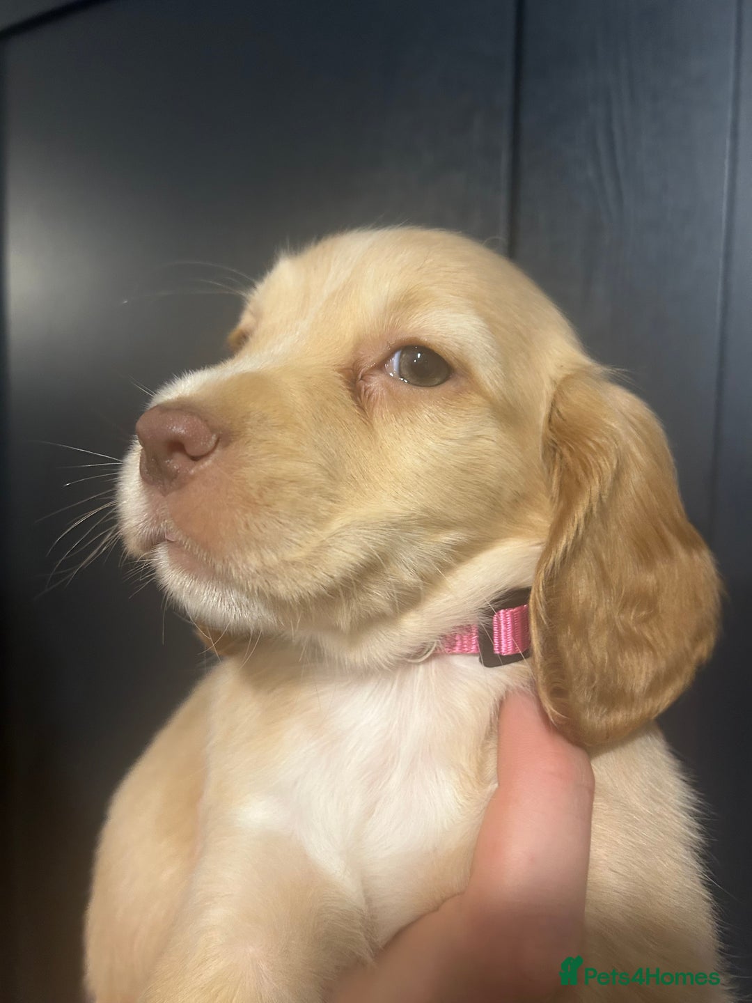 Cocker Spaniel dogs for sale: 3 Cocker Spaniel Puppies. 💙💙💙 - Advert 17
