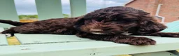 Cockapoo dogs for sale: Chocolate & chocolate Merle Cockapoo Babies 🐾🐾🐾 - Advert 4