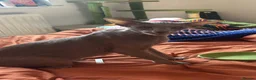 Oriental cats for sale: Stunning Lilac Oriental shorthair  in London - Advert 2