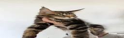 Maine Coon cats for sale: 3 Beautiful Russian import kittens TICA  - Advert 8