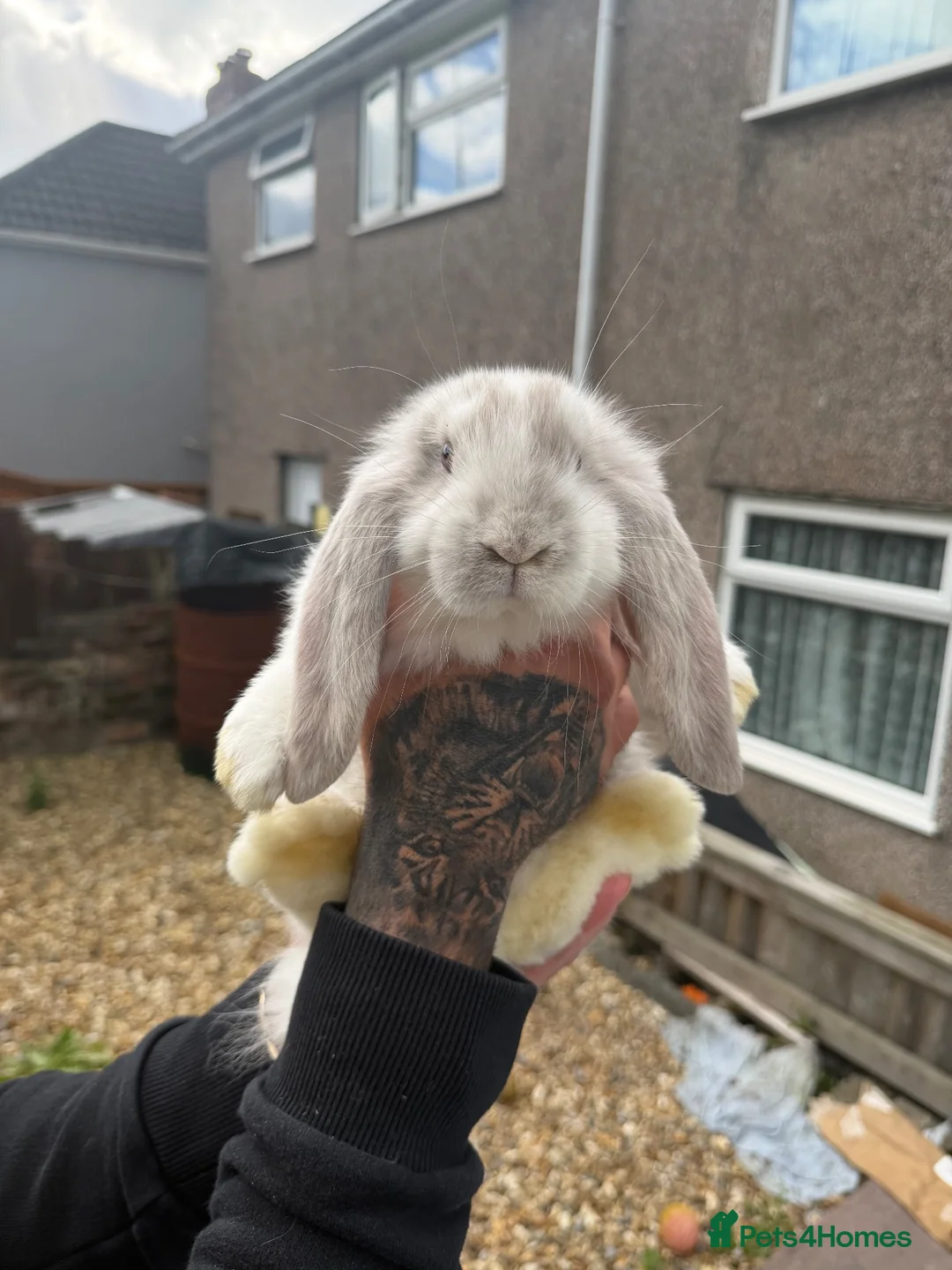 French Lop rabbits for sale: Giant French lops  - Advert 1