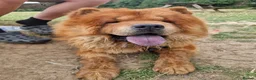 Chow Chow dogs for stud: Chow Chow available for Stud - Advert 2