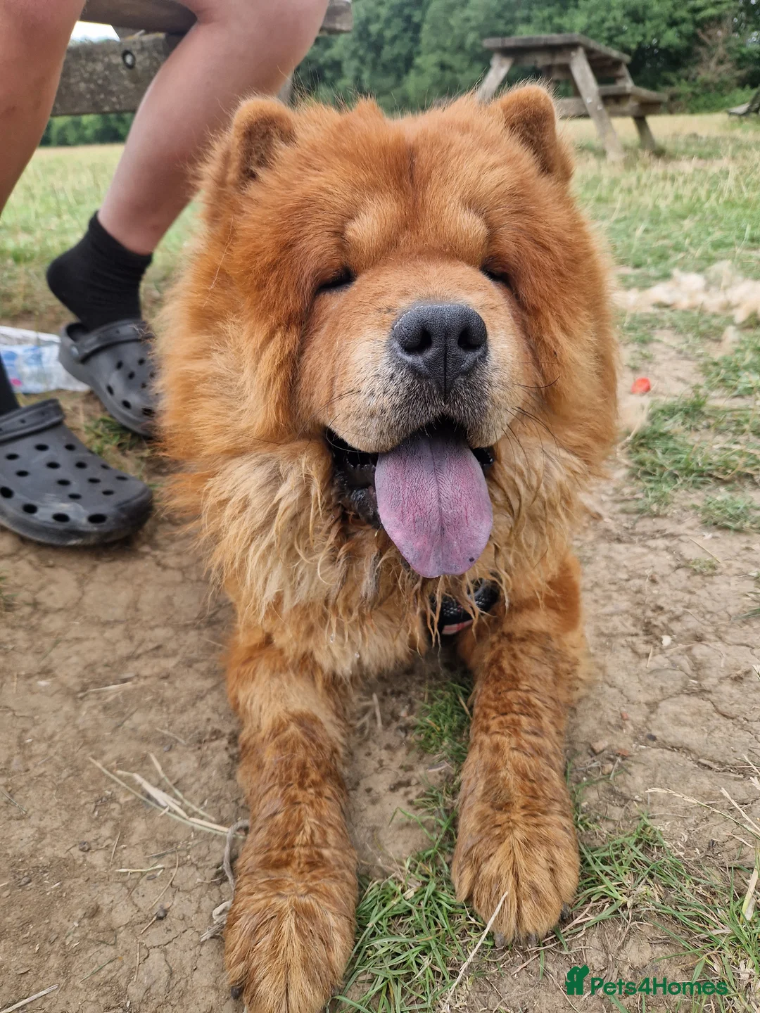 Chow Chow dogs for stud: Chow Chow available for Stud - Advert 2