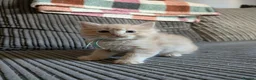 Mixed Breed cats for sale: Gorgeous Ragcoons Kittens Ready Now  - Advert 9