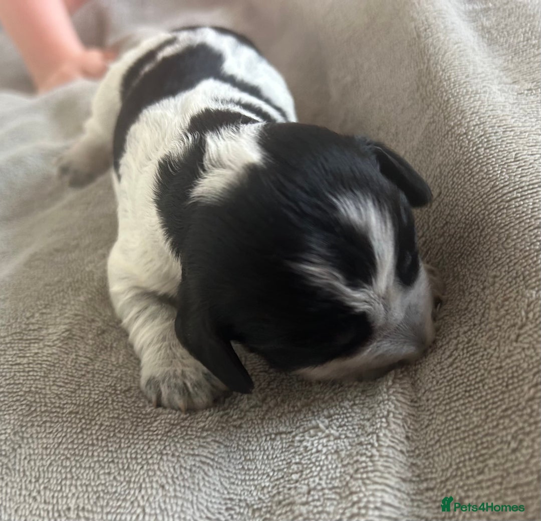 Cocker Spaniel dogs for sale: Blue roan cocker spaniels  - Image 19