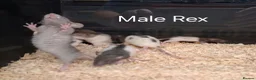 Rat rodents for sale: Baby Dumbo Rat's, Natural , Rex , Nakeds  - Advert 16