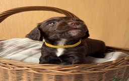 Cocker Spaniel dogs for sale: Beautiful KC REG Working Cocker Spaniel Puppies - Image 8