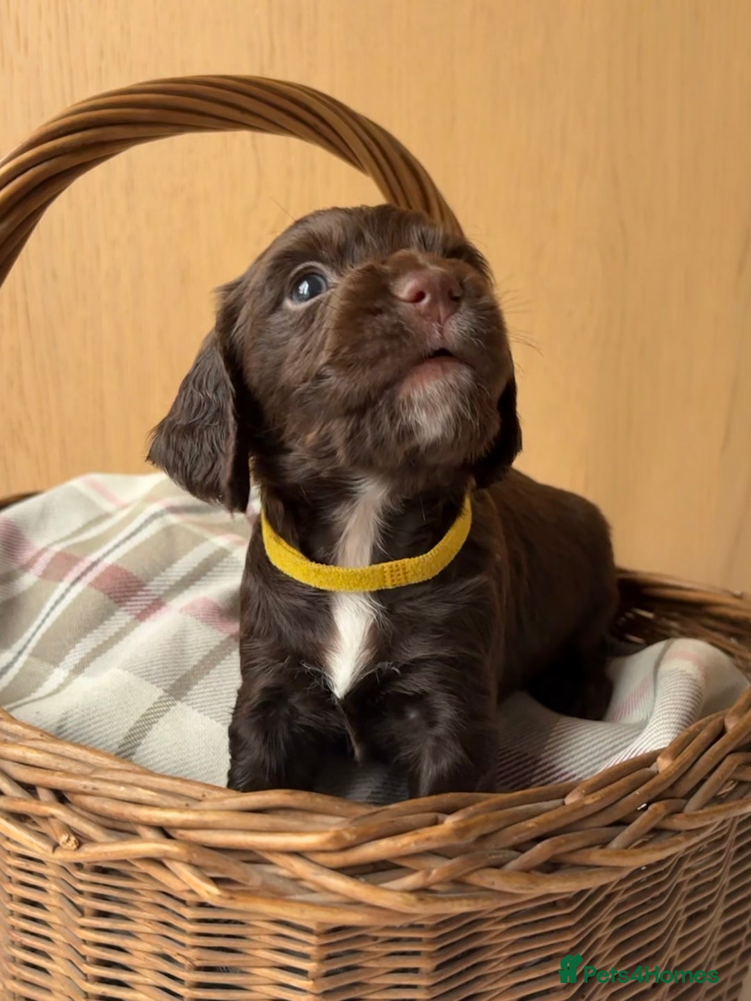 Cocker Spaniel dogs for sale: Beautiful KC REG Working Cocker Spaniel Puppies - Image 8