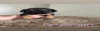 Border Terrier 3