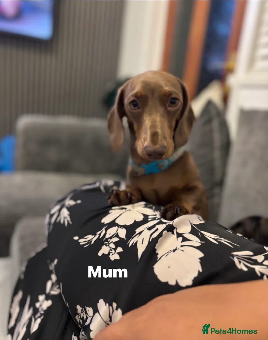 Dachshund dogs for sale: Miniature dachshund puppies - Advert 2
