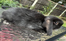 Mini Lop rabbits for sale: 2 stunning young does  - Image 3