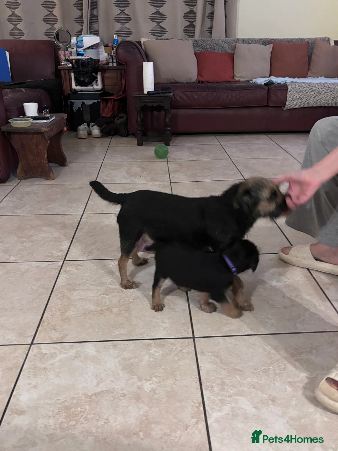 Border Terrier dogs for sale: Stunning KC Registered Border Terrier Puppies - Advert 4