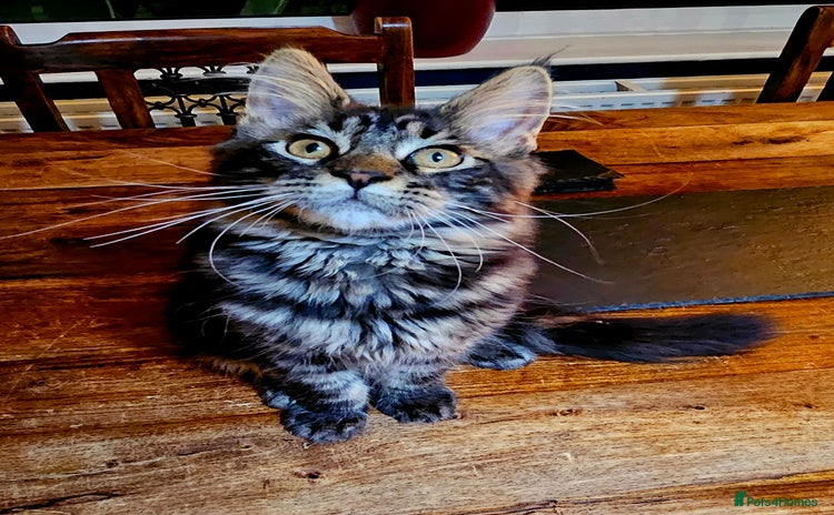 Maine Coon cats - Advert 1