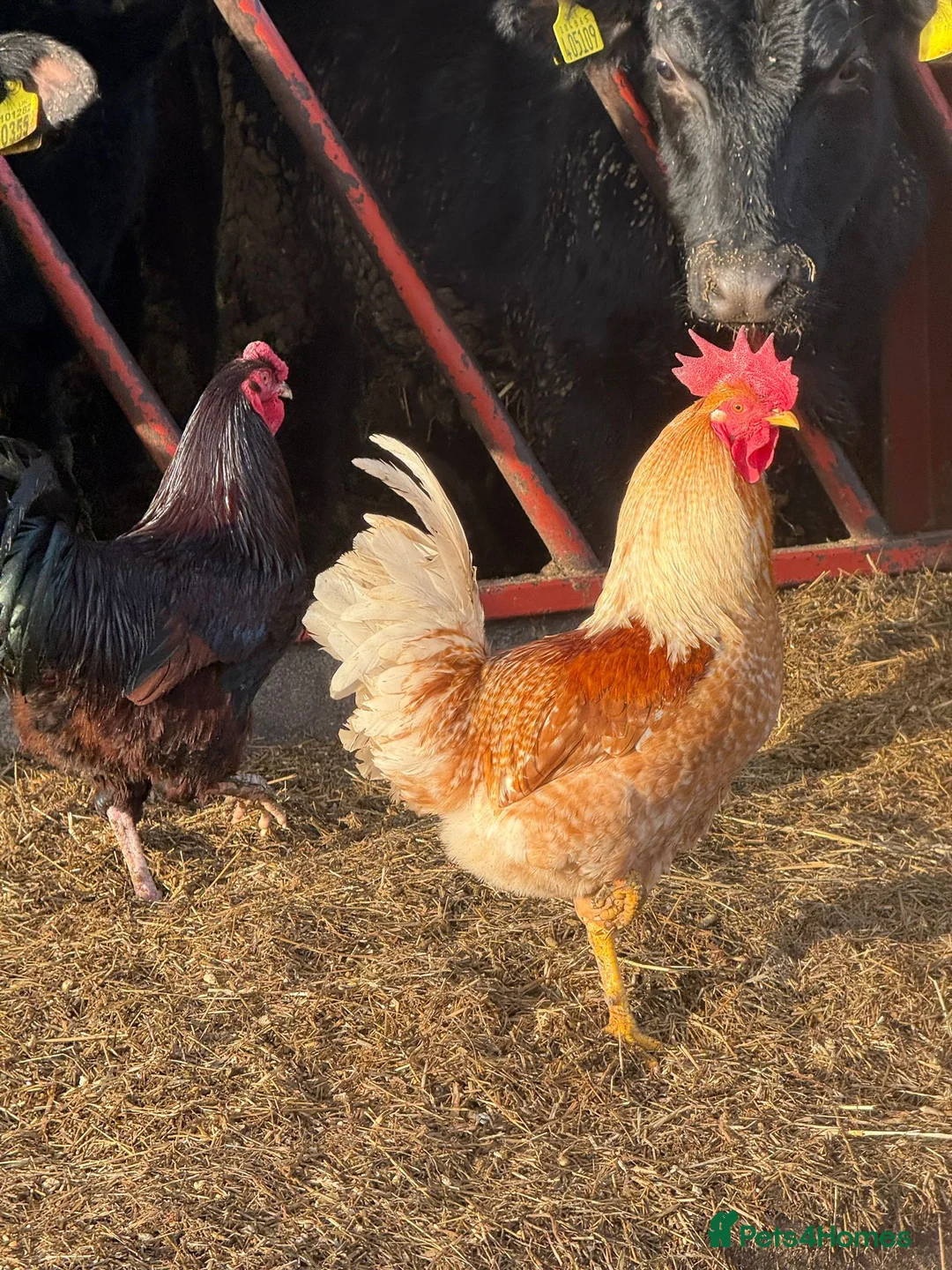 Chickens poultry for sale: Cockerels for sale  - Advert 11