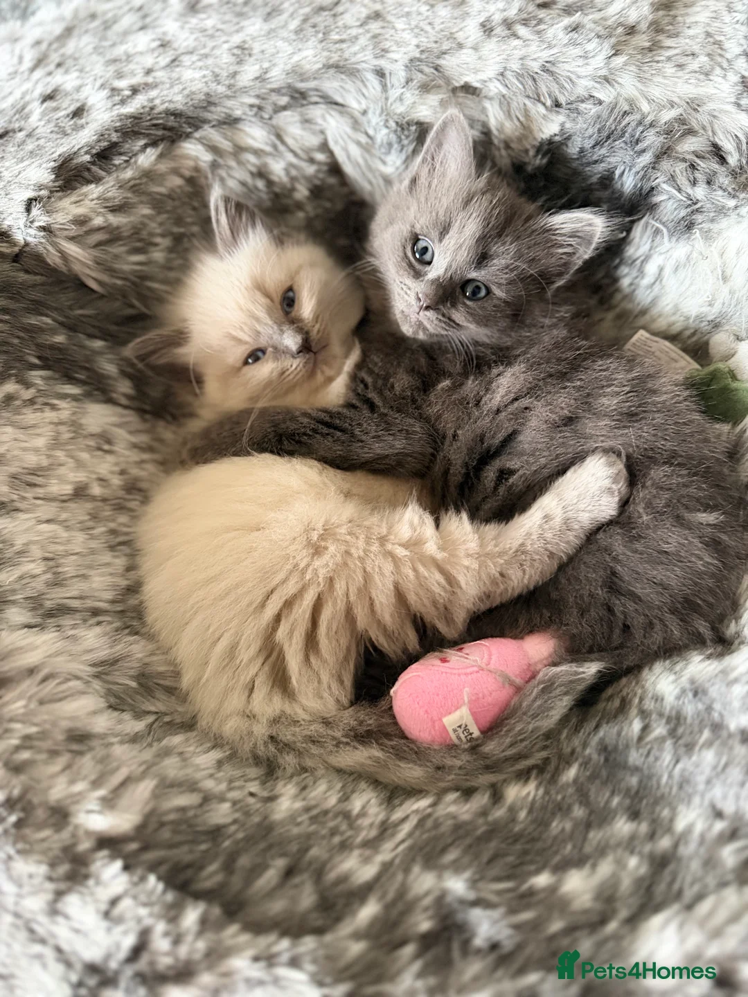 Ragdoll cats for sale: Stunning Ragdolls x Russian blue kittens  - Advert 1