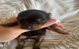 Yorkshire Terrier dogs for sale: Yorkshire Terrier Puppies  - Advert 32