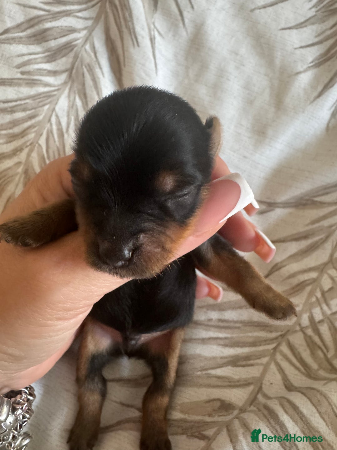 Yorkshire Terrier dogs for sale: Yorkshire Terrier Puppies  - Advert 32
