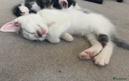 British Shorthair cats for sale: Gorgeous kittens for sale  - Image 8