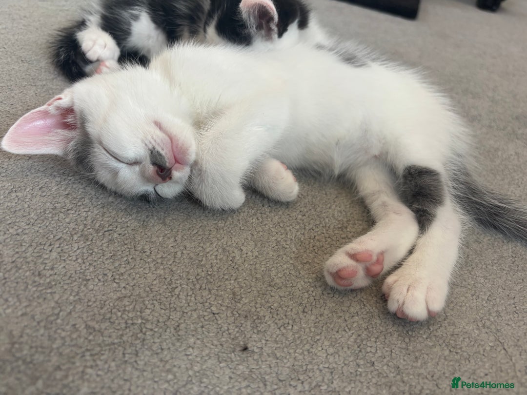 British Shorthair cats for sale: Gorgeous kittens for sale  - Image 8