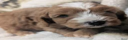 Cavapoo dogs for sale: Stunning F1 DNA Clear Cavapoo Puppies  - Advert 13