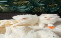 Persian cats for sale: Persian kitten for sale - Image 5