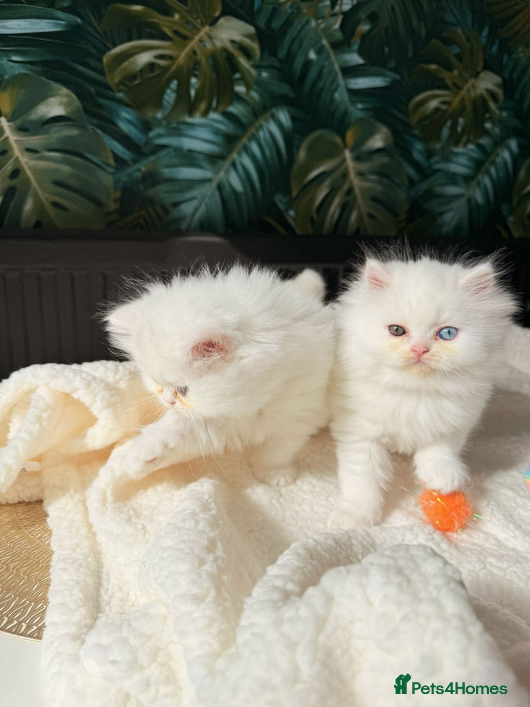 Persian cats for sale: Persian kitten for sale - Image 5