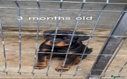 Rottweiler dogs for stud: Black Trovants Champion bloodline Rottweiler stud - Image 5