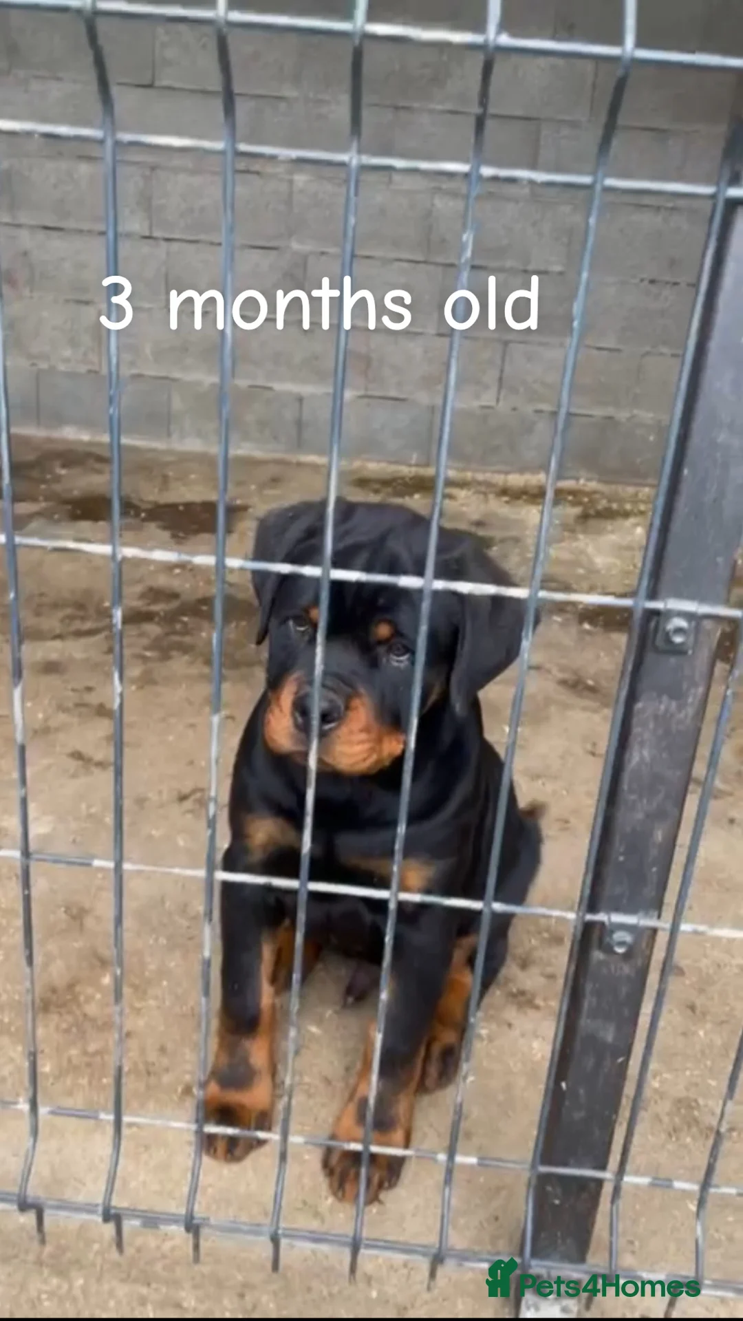 Rottweiler dogs for stud: Black Trovants Champion bloodline Rottweiler stud - Advert 5