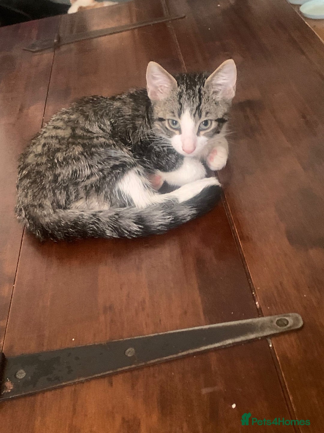 Mixed Breed cats for sale: Kittens for sale - Image 10