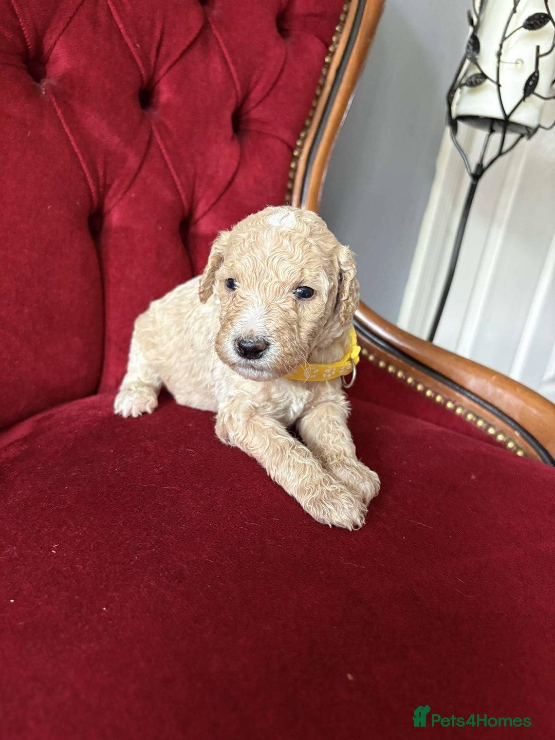 Goldendoodle dogs for sale: Golden Doodle litter  - Image 13