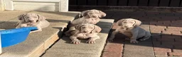 Weimaraner dogs for sale: Weimaraner pups, kc reg , 7 boys , 2 girls - Advert 1