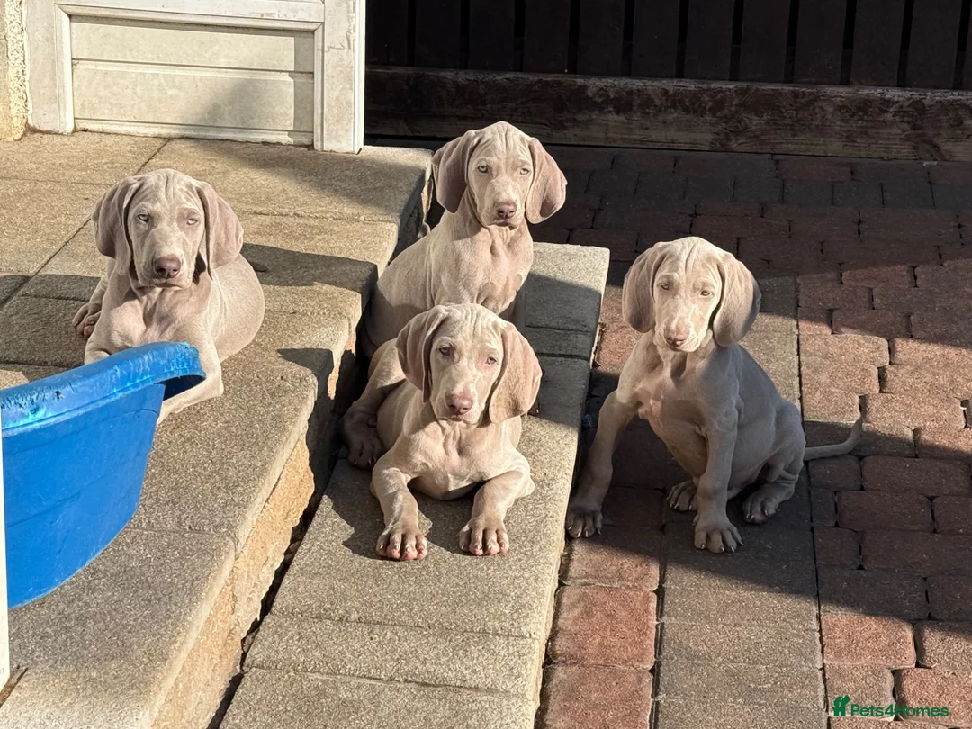 Weimaraner dogs for sale: Weimaraner pups, kc reg , 7 boys , 2 girls - Advert 1