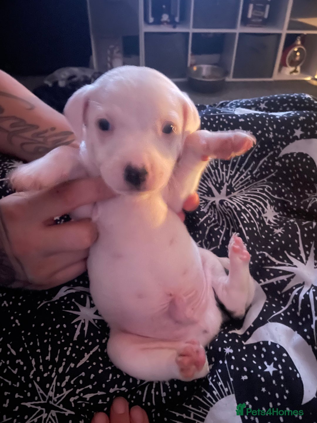 Staffordshire Bull Terrier dogs for sale: Male staffy pup - Advert 4