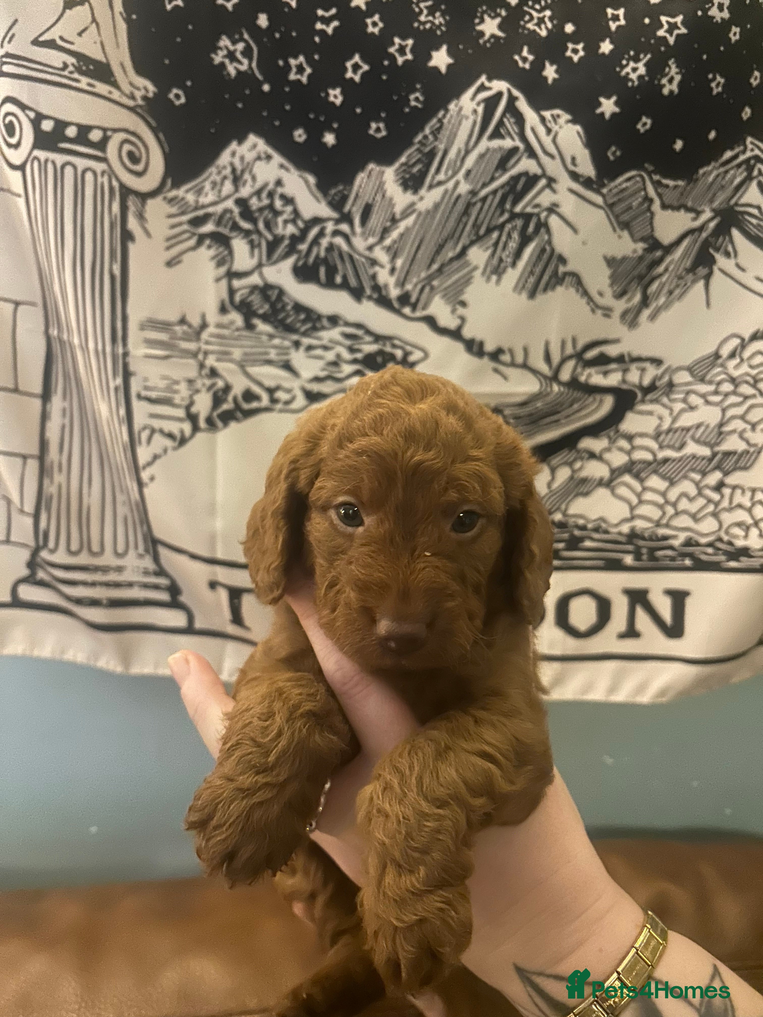 Labradoodle dogs F1 Miniature Fox Red Labradoodles  - Advert 1