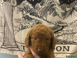 Labradoodle dogs F1 Miniature Fox Red Labradoodles - Advert 1