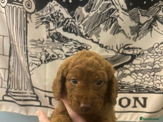 Labradoodle dogs F1 Miniature Fox Red Labradoodles - Advert 5