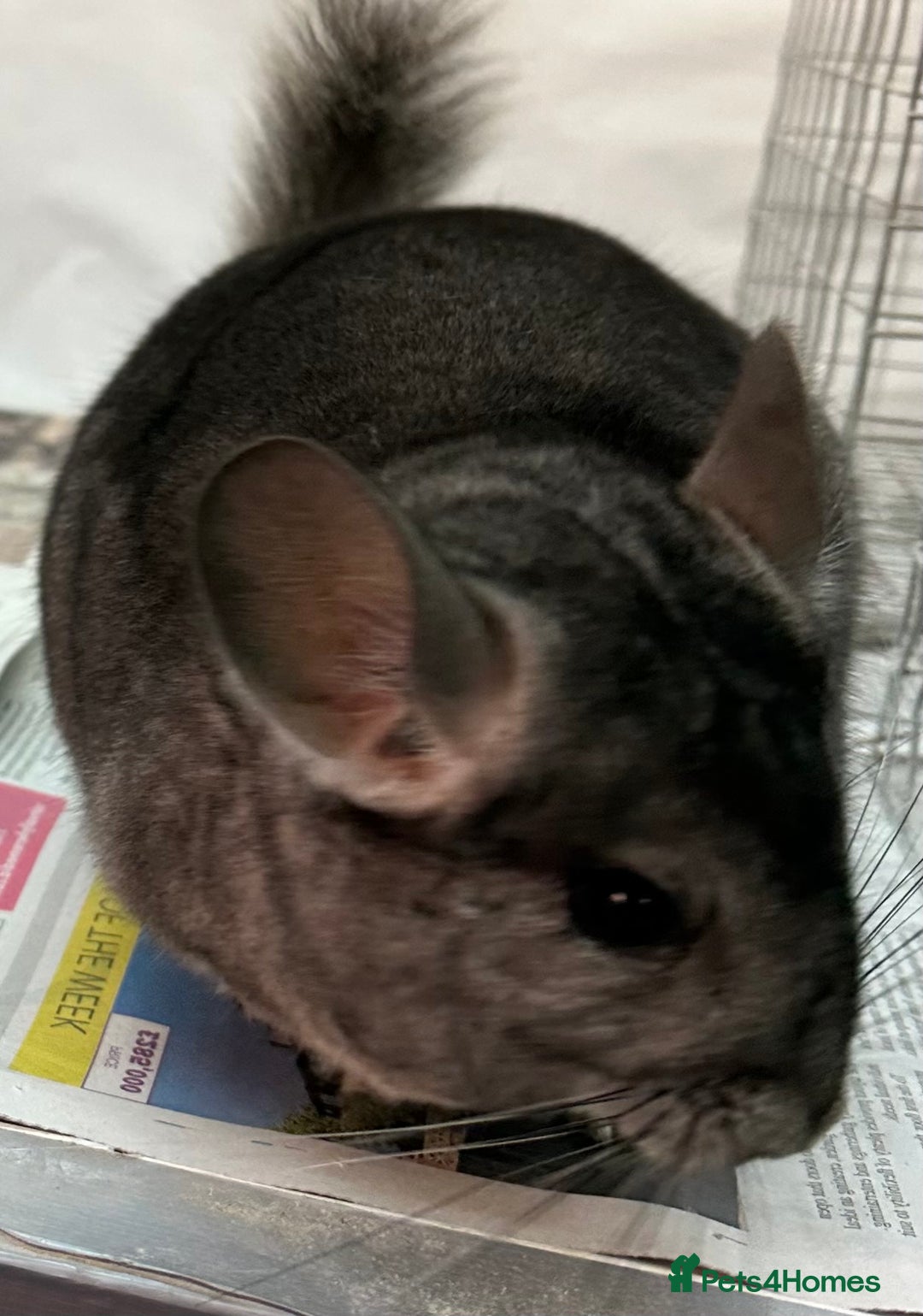 Chinchilla rodents for sale: Lola, beautiful Standard girl, lovely temperament - Advert 1