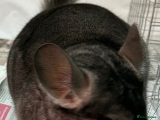 Chinchilla rodents Lola, beautiful Standard girl, lovely temperament - Advert 7