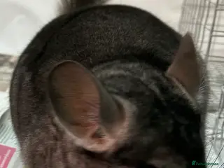 Chinchilla rodents Lola, beautiful Standard girl, lovely temperament - Advert 6