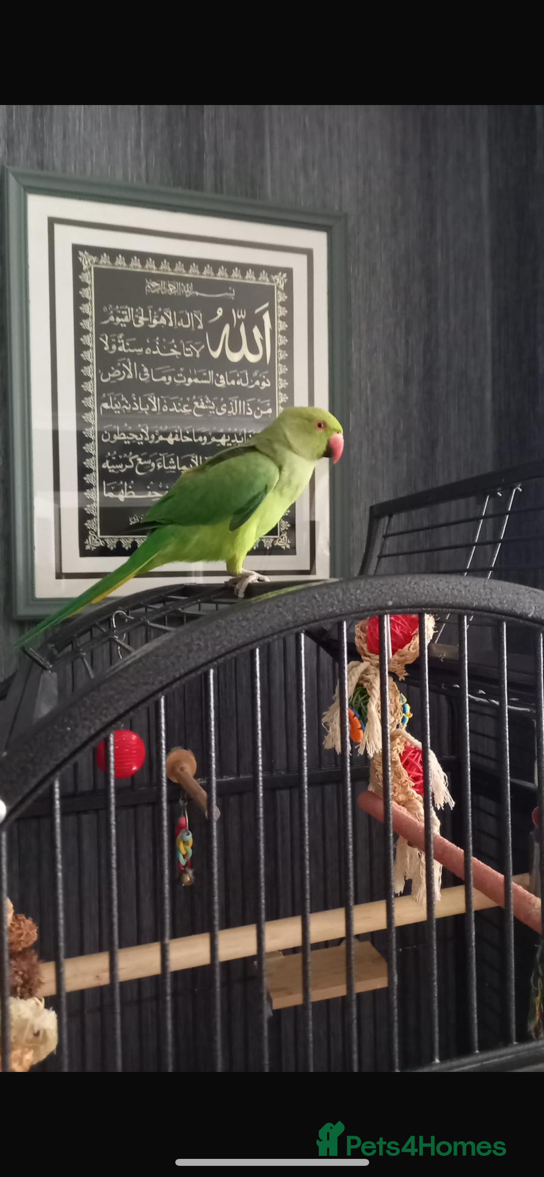 Parrots birds for sale: Indian ring neck parrot  - Image 3