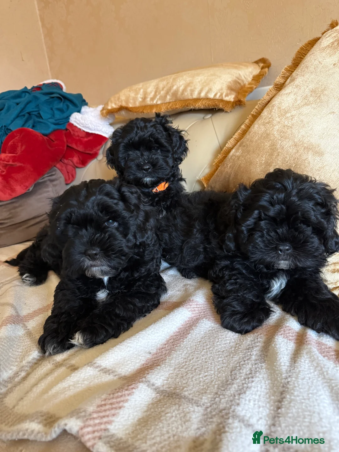 Shihpoo dogs for sale: shih poo pups  - Advert 2