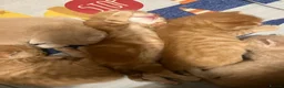 British Shorthair cats for sale: Living Unicorn: ginger female kittens - Advert 6