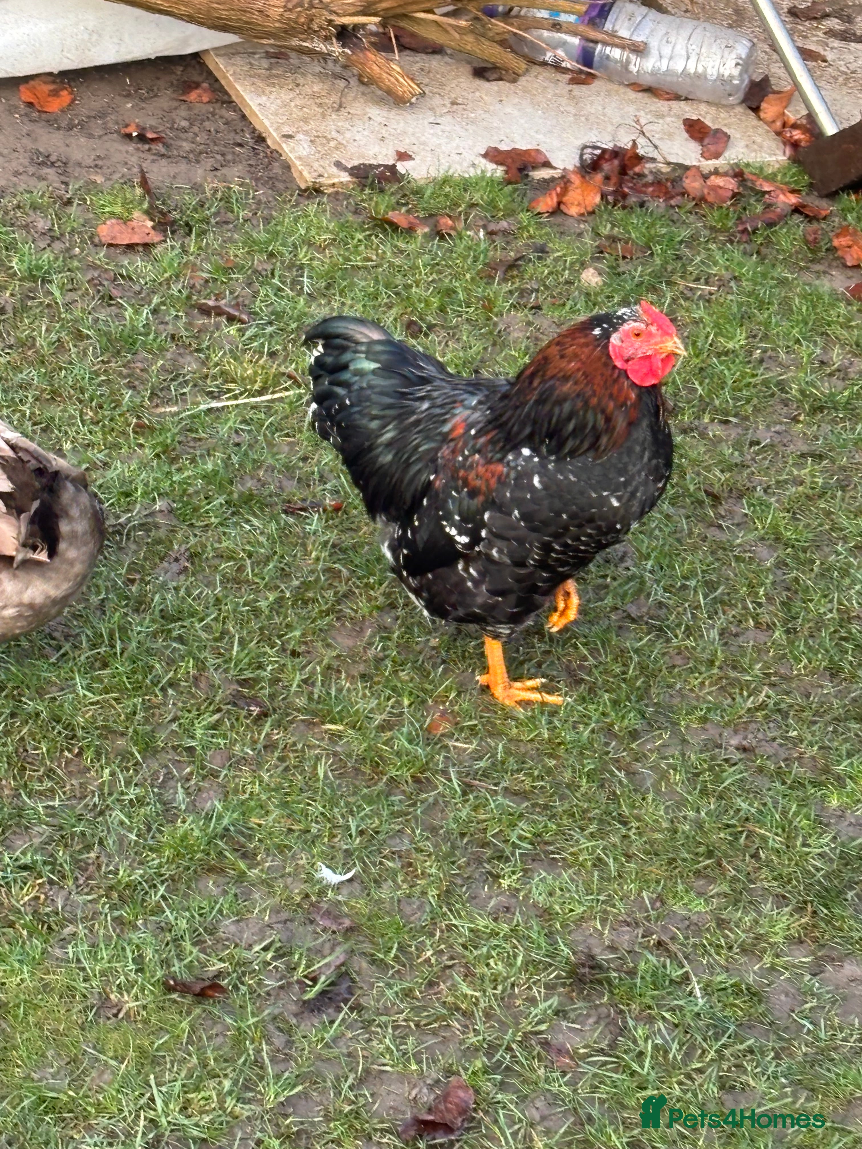 Chickens poultry FREE Cockerel  - Advert 1