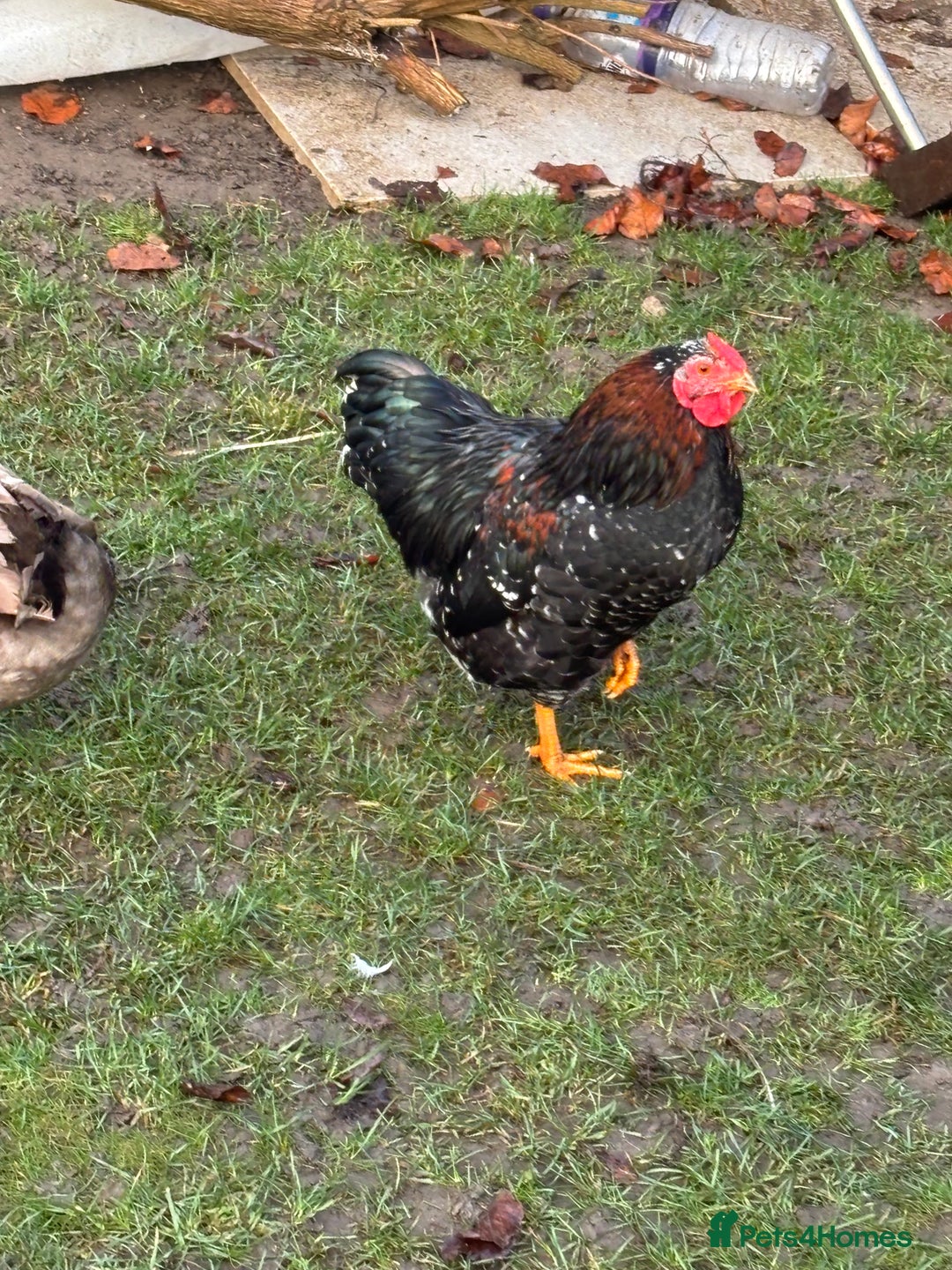 Chickens poultry for sale: FREE Cockerel  - Advert 1