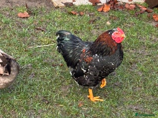 Chickens poultry FREE Cockerel - Advert 1