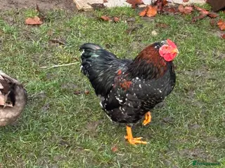 Chickens poultry FREE Cockerel - Advert 16