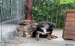 Mixed Breed dogs for adoption: Chilli - Norwich Norfolk  - Image 10