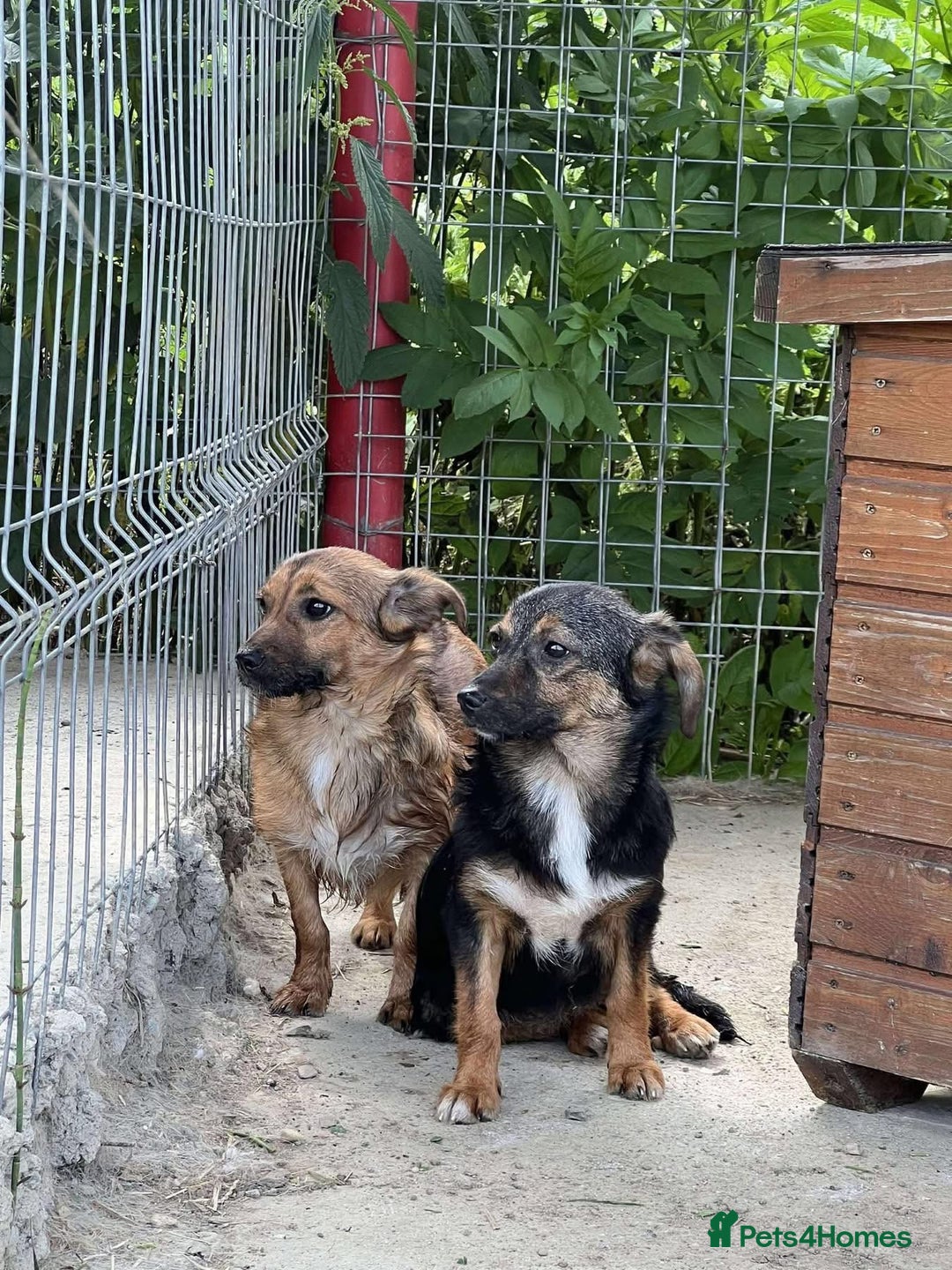 Mixed Breed dogs for adoption: Chilli - Norwich Norfolk  - Image 10