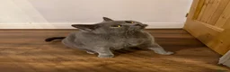 British Shorthair cats for sale: 5 year old cat for sale in Bacup - Advert 2